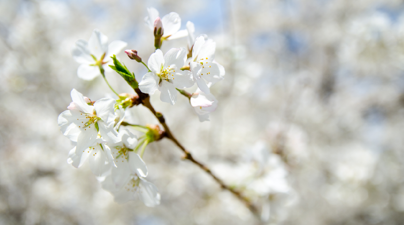 Réaliser vos projets d'aménagement paysagers avec CTP