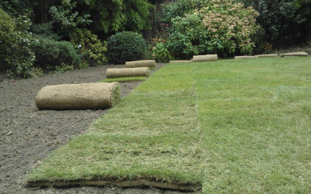 Gazon de placage - Lille