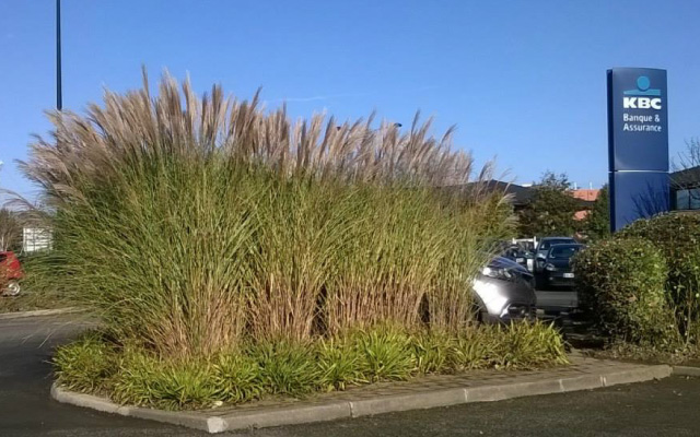 Plantation et aménagement - Villeneuve d'Ascq